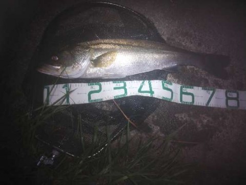 zouzbass3yn7bw9w8jz2_480_480-6ffb76ac.jpg