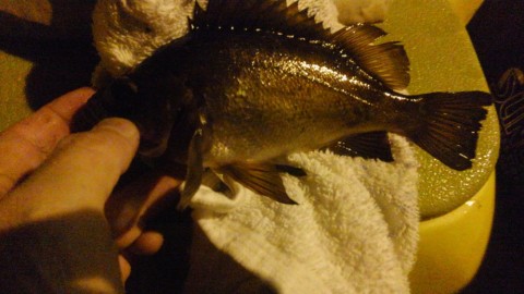 zovciopod98j9he8996v_480_480-086397ea.jpg