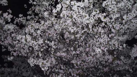 満開の桜