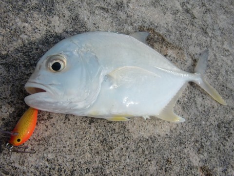 zri2watkezjx34nmtxpx_480_480-54b457dc.jpg