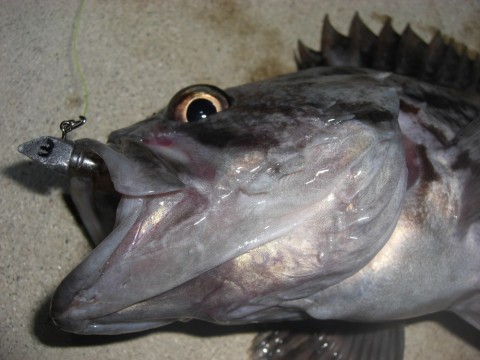 zrmcpyvmzk5dof2ttyv7_480_480-83151145.jpg
