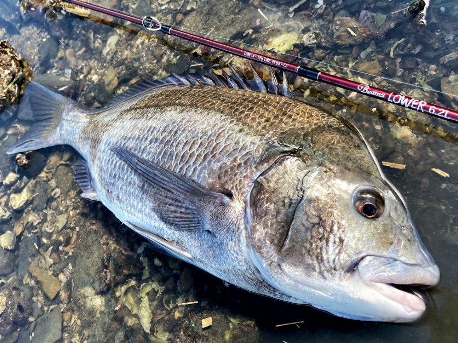 Fishmanブログ】 とにかく楽しい！BeamsLower6.2L