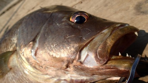 zs9sfrhenayg6bb5m629_480_480-39d60f2a.jpg