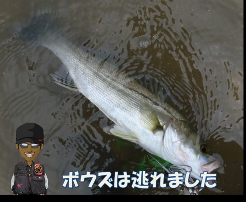 zsvxgmzpyz7rnhyssbar_480_480-6420f5f5.jpg