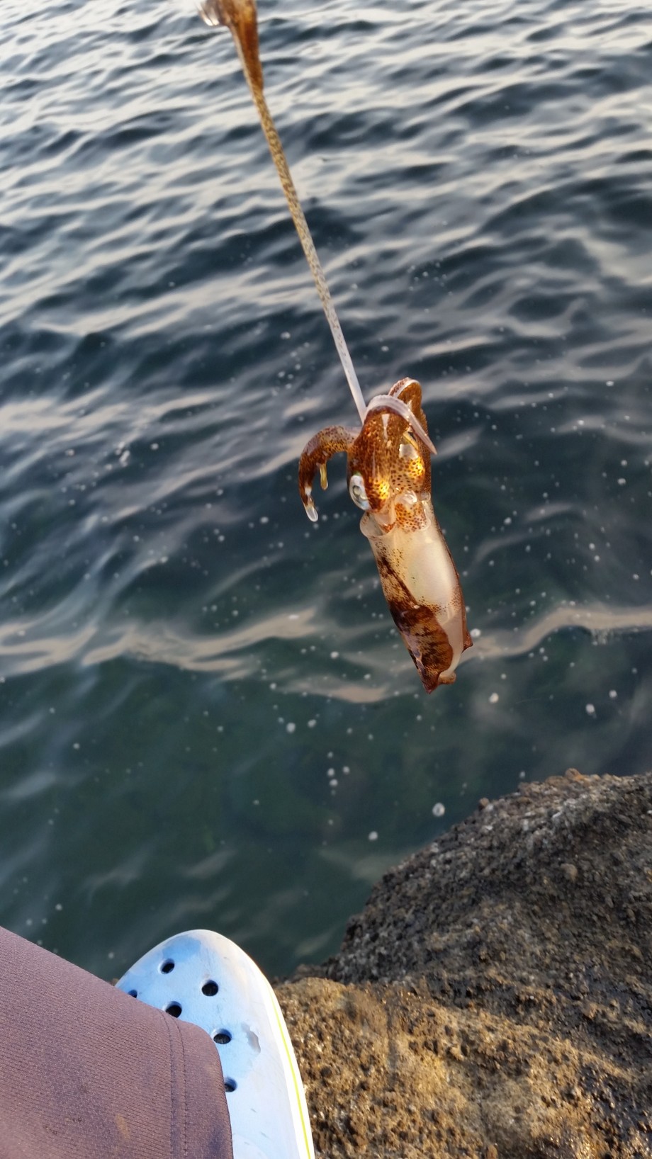 釣りログ 三浦半島のイカ釣り事情 釣りログ 三浦半島のイカ釣り事情