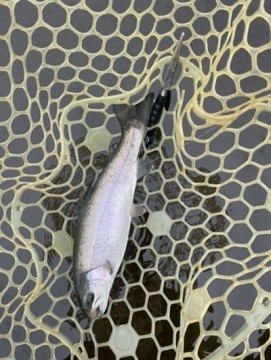 zsz5meatnki25tpyp6gc_361_480-d78faed4.jpg