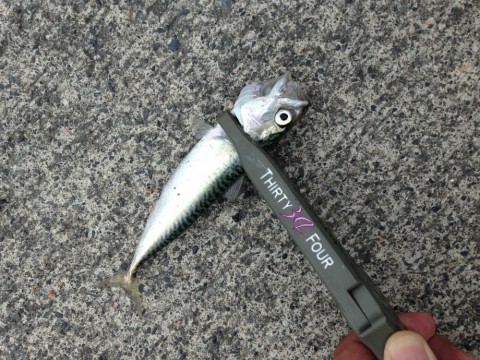zt4hrpacu62a5n6ppuy4_480_480-fe9e4c57.jpg