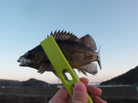 zt94k29zkeiwja84fyik_480_480-ea0a322d.jpg