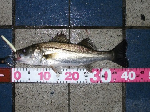 ztg33hrcdawrzykjo5y8_480_480-e28fda00.jpg