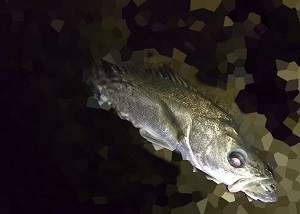 zunozbdisto7ksravwj6-1218d1e7.jpg