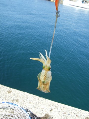 zutaodn682ykzt8pkdr2_480_480-35e15b24.jpg