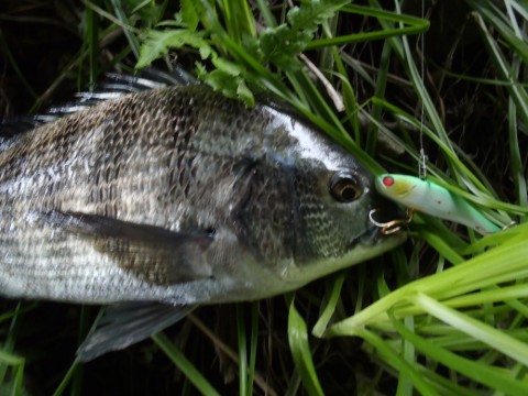 zuznvwgc9ovkawjscx22_480_480-c2d1376a.jpg