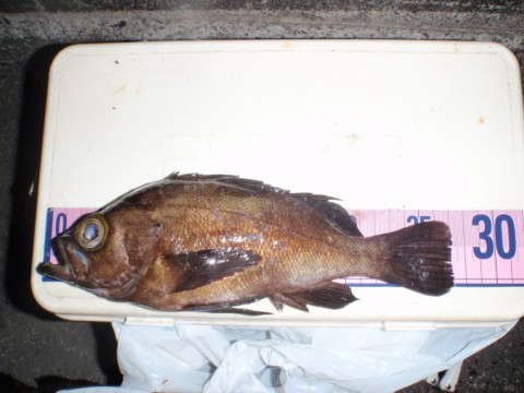 zv42a3oimi23idmxfjjb_480_480-bb41f488.jpg