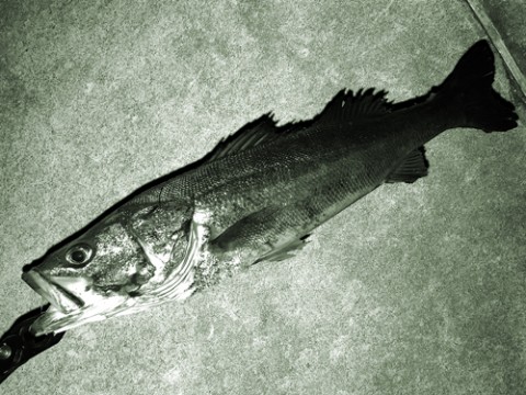 zvsrgvhcxhdrxchj8ea5_480_480-36c9ef11.jpg