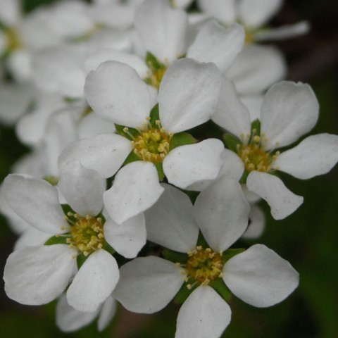 zvwyc7xvsgie6tuc5jut_480_480-b58622bc.jpg