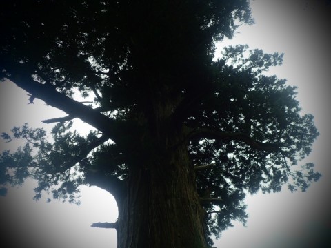 zw3kooxfenhtsrjk3v5j_480_480-c08f89eb.jpg