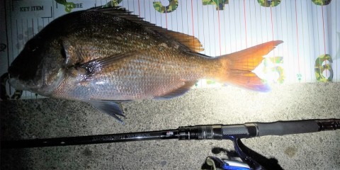 zwcwbcrabs2wngxistp5_480_480-bdda8913.jpg