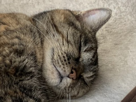 zwoiivgwr5tt54gpgtgt_480_361-8dfea651.jpg