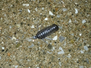 zxdryn8idc9hz2422yno-f114db08.jpg