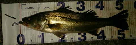 zyj7ttfj62xfu877i73e_920_307-801f4db3.jpg