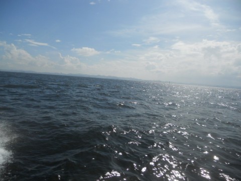 zz7bxyd28ewb54k3e8n3_480_480-8b157675.jpg