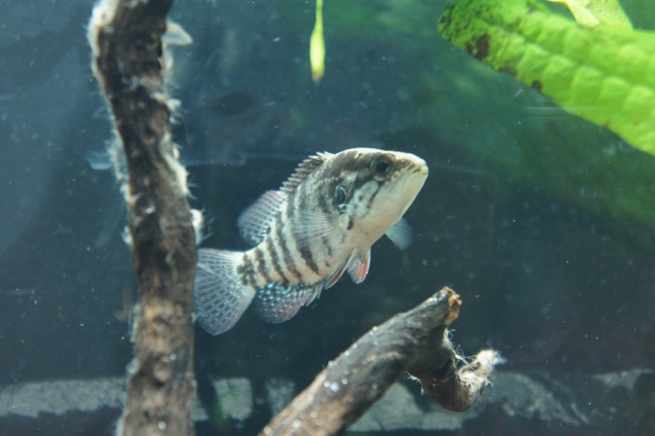 週末房総ライフ スズキ目の純淡水魚